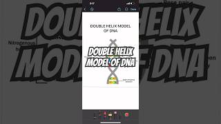 Structure of DNA easy and preciseWatson and Crick model [upl. by Hameerak]