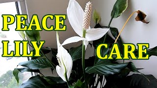 PEACE LILY  How To Care Indoor House Plant Spathiphyllum  Best Indoor Houseplant [upl. by Wilhide936]