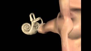 Oreille en 3D  S Blatrix [upl. by Akimit]