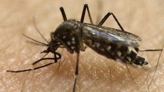 Preview Fox News Reporting Zika [upl. by Groscr434]