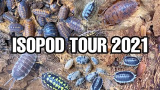 ISOPOD COLLECTION TOUR 2021  FEEDING amp WATERING 34 TYPES [upl. by Zenda]