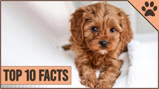 Cockapoo Dog Breed  Top 10 Facts [upl. by Notanhoj]