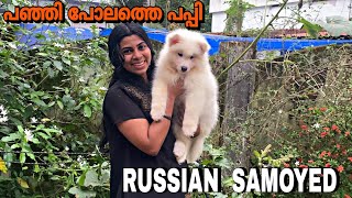 ഇത് നയയോ അതോ ഹിമക്കരടിയോ😳Russian Samoyed  Puppies amp adult  Thiruvananthapuram doglover samoyed [upl. by Neville]