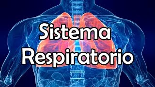 El Sistema Respiratorio [upl. by Oidualc]