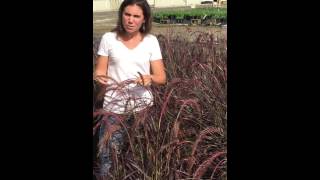 Riverbend Nursery Plant PremierePennisetum Rubrum 1 [upl. by Boyse]