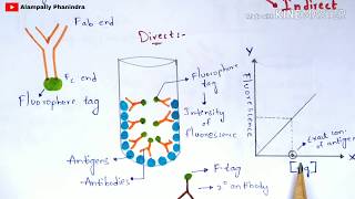 Immunoflourescence Assay  Principle  Procedure  By phanindra gupta  Bio science [upl. by Noira]