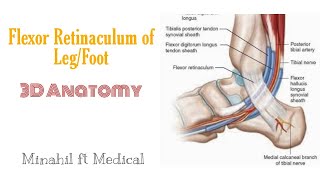 Ankle Clonus  Everything You Need To Know  Dr Nabil Ebraheim [upl. by Roumell]