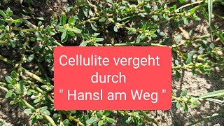 Cellulite Harngrieß Gicht Fieber und Geschwür vergeht durch Vogelknöterich Hansl am Weg [upl. by Ainnet]