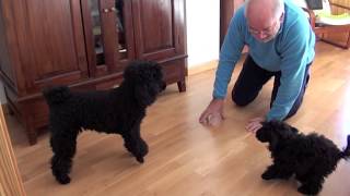 Caniche Toy se come a Caniche Mediano Delabea vs CalaRuth  Toy poodle vs Medium Poodle [upl. by Nyleve]