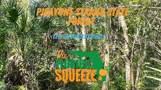 Picayune Strand State Forest [upl. by Kaine665]