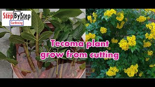 How To Grow Tecoma by CuttingTecoma Plant Propagation [upl. by Ainecey]