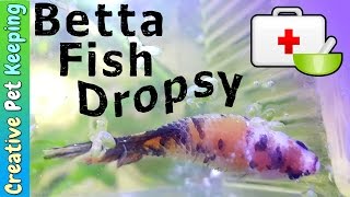 Dropsy and Betta Fish Diseases  Sick Betta Update [upl. by Dita]