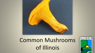 Common Mushrooms of Illinois [upl. by Whall]