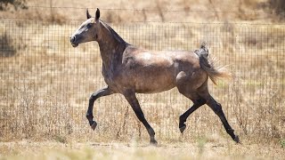 Horse for Sale  Exceptional 2022 Lusitano Filly with Superb Genetics  sired by Lux DR REF942 [upl. by Aliehs14]