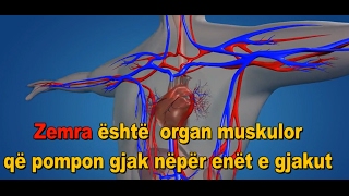 Anatomia Dhe Funksioni i Zemres Sistemi i Qarkullimit te Gjakut [upl. by Elocin318]