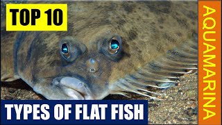 Types of Flat fishes Top 10 most popular varieties [upl. by Aztinad620]