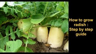 How to grow Radish Step by step complete guide [upl. by Arorua]