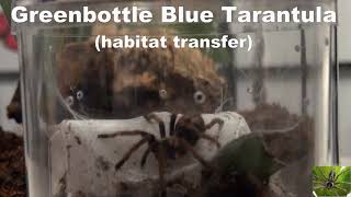 Greenbottle Blue Tarantula Habitat Transfer [upl. by Denice]