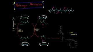 Nitrogen Metabolism Transamination and Deamination EVERYTHING YOU NEED TO KNOW BIOCHEMISTRY MCAT [upl. by Airot]