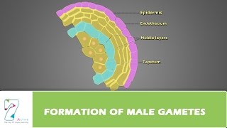 Formation of Male Gametes [upl. by Alaric]