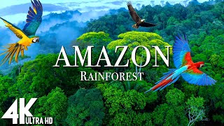 Amazon 4k  The World’s Largest Tropical Rainforest  Relaxation Film with Calming Music [upl. by Egarton796]