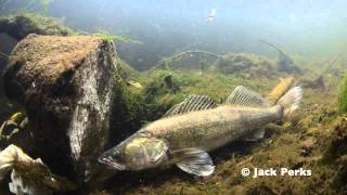 Zander Underwater Footage River Trent Stoke [upl. by Eloken]