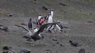 Giant petrel  Penguin Protecting his Baby from Giant petrel [upl. by Burris]