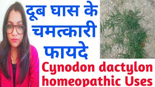 Cynodon dactylon  दूर्वा  दूब  हरियाली घास के औषधीय गुण  Cynodon dactylon Homeopathic  दूब घास [upl. by Licko]