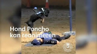 Spaanse politiehond Poncho kan reanimeren  RTL NIEUWS [upl. by Decima]