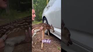 Girl finds baby deer stuck under her car [upl. by Vil]