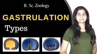 Gastrulation  Types  Developmental Biology  B Sc 3rd year Zoology [upl. by Intyre160]