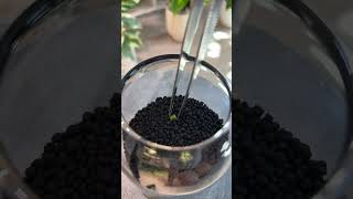 Propagating Corms ASMR Update plantcare indoorplants plants [upl. by Llaccm]