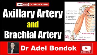 Axillary Artery Relations Mnemonic Upper Limb Anatomy [upl. by Norrv]