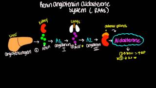 Renin Angiotensin Aldosterone System RAAS  Short and sweet [upl. by Acinnad]