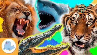 Los ANIMALES MÁS FEROCES del mundo 🦁🐯🦈🐊 LEÓN TIGRE TIBURÓN Y COCODRILO 🌿 RECOPILACIÓN [upl. by Gnex]