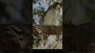 Noisy Miner shorts [upl. by Esilana]