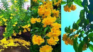 Yellow Bells Plant Care Propagation Liquid Fertilizer Tecoma Flower Plant চন্দ্রপ্রভা ফুল [upl. by Weikert465]