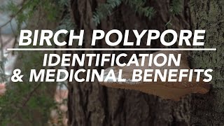 Birch Polypore — Mushroom Identification amp Medicinal Benefits with Adam Haritan [upl. by Dragoon]