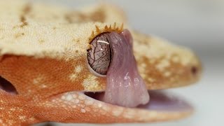 10 Things You Might Not Know About Crested Geckos [upl. by Gerhan311]