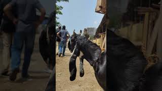 Deonar Bakra Mandi bakraeid bakraeid2025 bakraeidspecial bakragoats trending animal funny [upl. by Nilyak814]