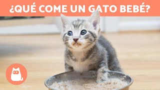 ¿Cómo ALIMENTAR a un GATO de 1 MES 🐱 Alimentación de un Gato Bebé [upl. by Natika]