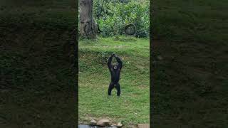 Screaming Chimpanzees chimpanzee wildanimals wildlife monkey shorts nasyaswonders animals [upl. by Armitage]