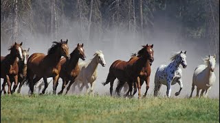 CABALLOS EN LIBERTAD  Espíritu Animal [upl. by Olethea594]