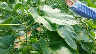 ［Zucchini virus］Plant virus inhibitor treatment after virus occurence on zucchini field [upl. by Alomeda350]