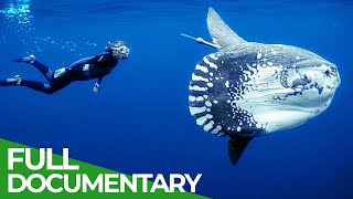 Ocean Stories  Full Series  Free Documentary Nature [upl. by Eerahc]