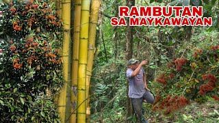 RAMBUTAN HARVESTING SA MAYKAWAYAN  Biyaherong Batangueno [upl. by Flodnar]