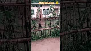 Village vlog😻🤩😘 Malgudi days Short kandhamaliavipbhai [upl. by Merceer]