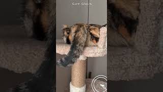 Cat Clock alarm time to feed your cat [upl. by Garrison]