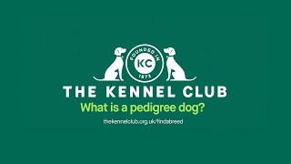 What is a pedigree dog [upl. by Akayas]