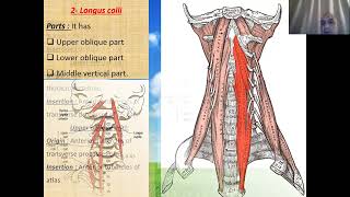 Prevertebral muscles [upl. by Adlitam]